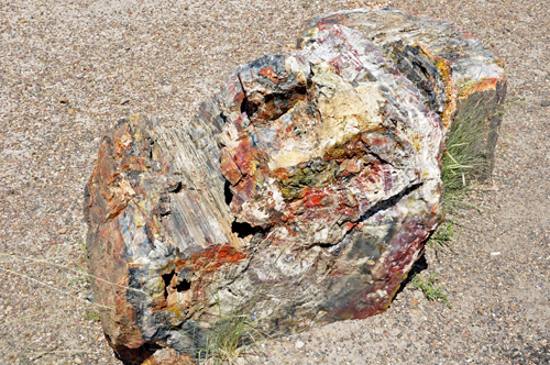 exquisitely colorful petrified log